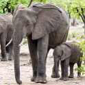 ZMB EAS SouthLuangwa 2016DEC09 KapaniLodge 020 : 2016, 2016 - African Adventures, Africa, Date, December, Eastern, Kapani Lodge, Mfuwe, Month, Places, South Luanga, Trips, Year, Zambia
